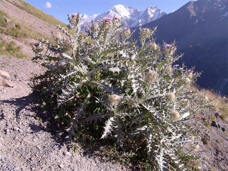 Изображение особи Cirsium cephalotes.