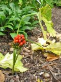 Arisaema japonicum