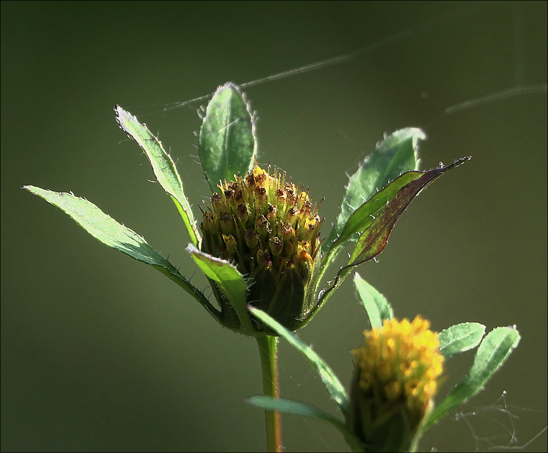 Image of Bidens frondosa specimen.