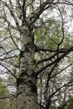 Populus tremula. Нижняя часть ствола и основания скелетных ветвей. Костромская обл., Кологривский р-н, окр. заброшенной деревни Козлово, смешаный лес. 28 августа 2020 г.