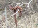 Alnus hirsuta