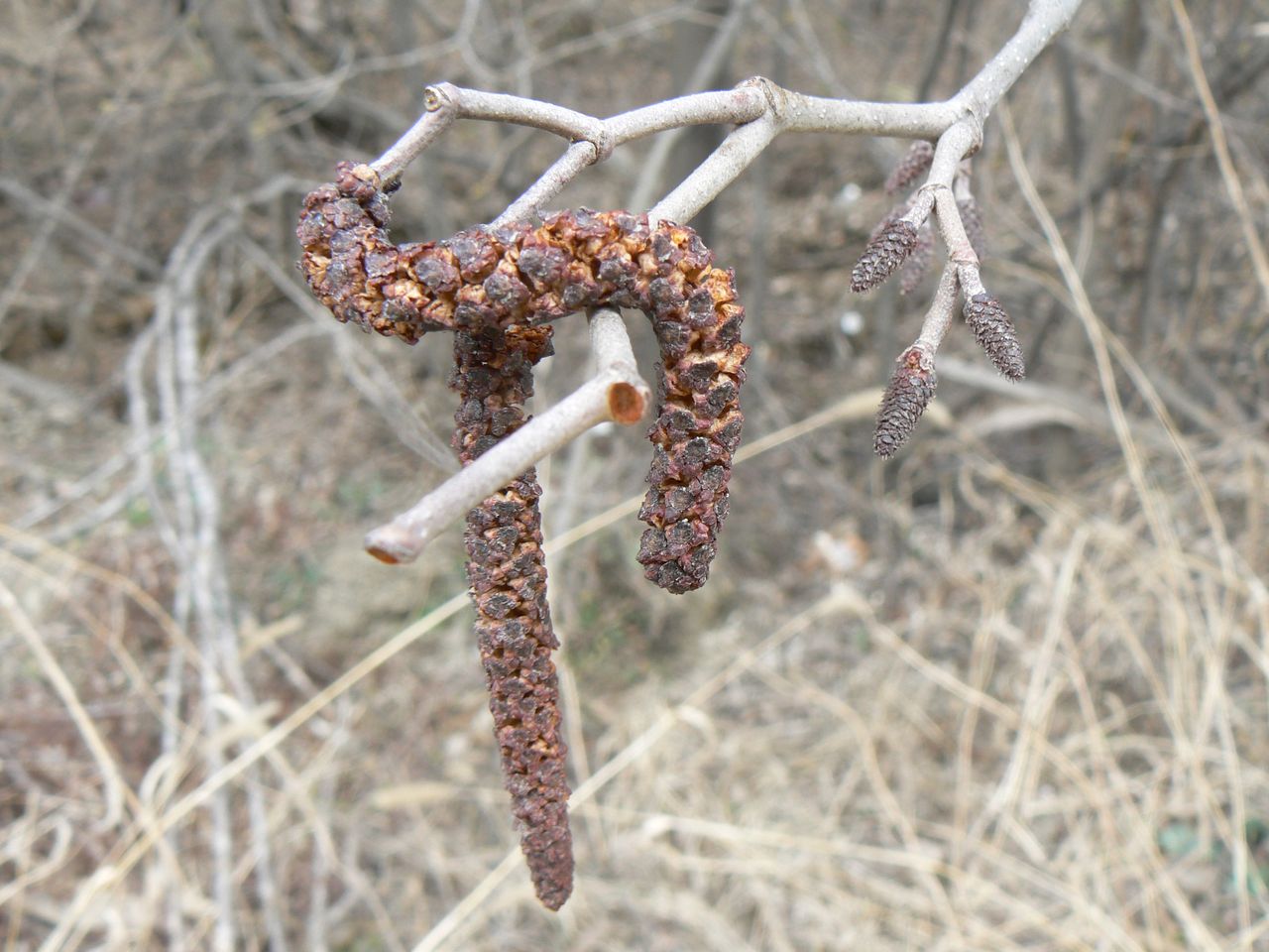 Image of Alnus hirsuta specimen.