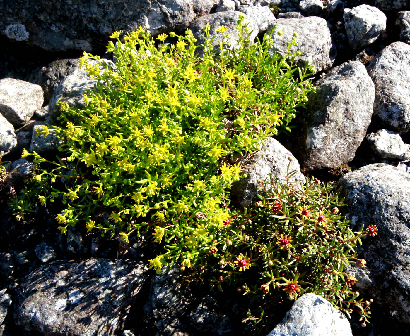 Изображение особи Saxifraga aizoides.