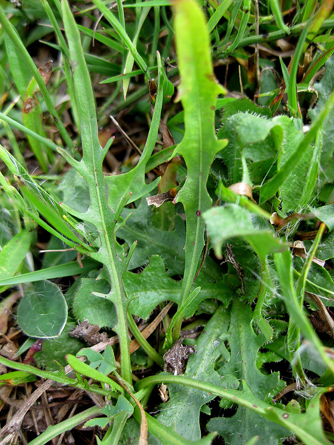 Изображение особи Scorzoneroides autumnalis.