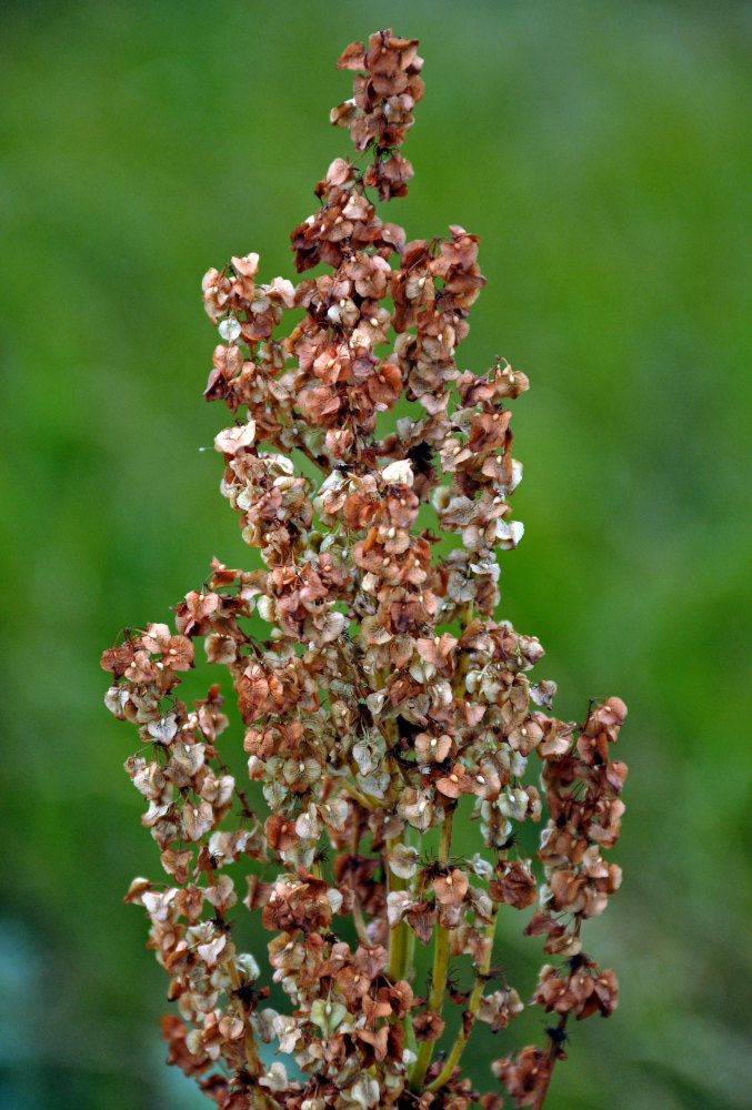 Image of Rumex confertus specimen.