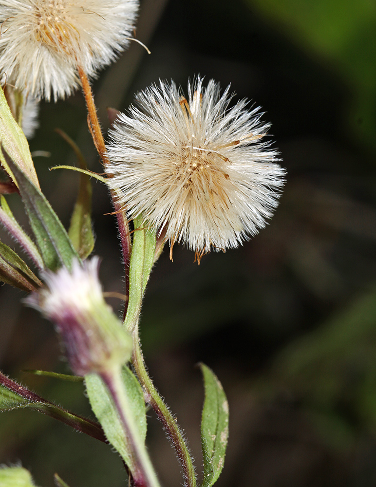 Изображение особи Erigeron manshuricus.