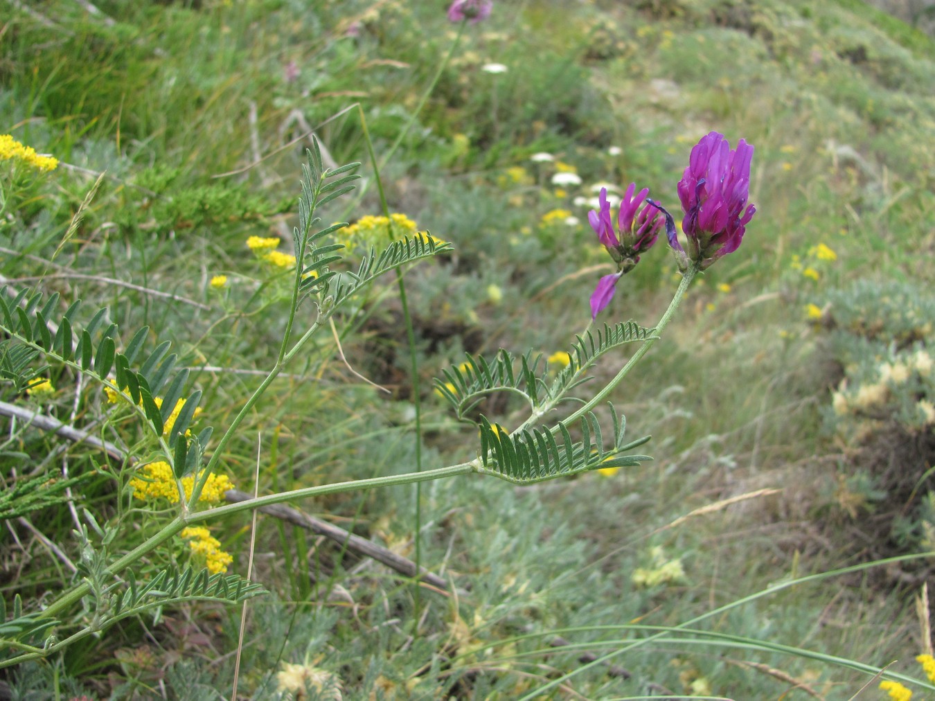 Image of Astragalus onobrychis specimen.