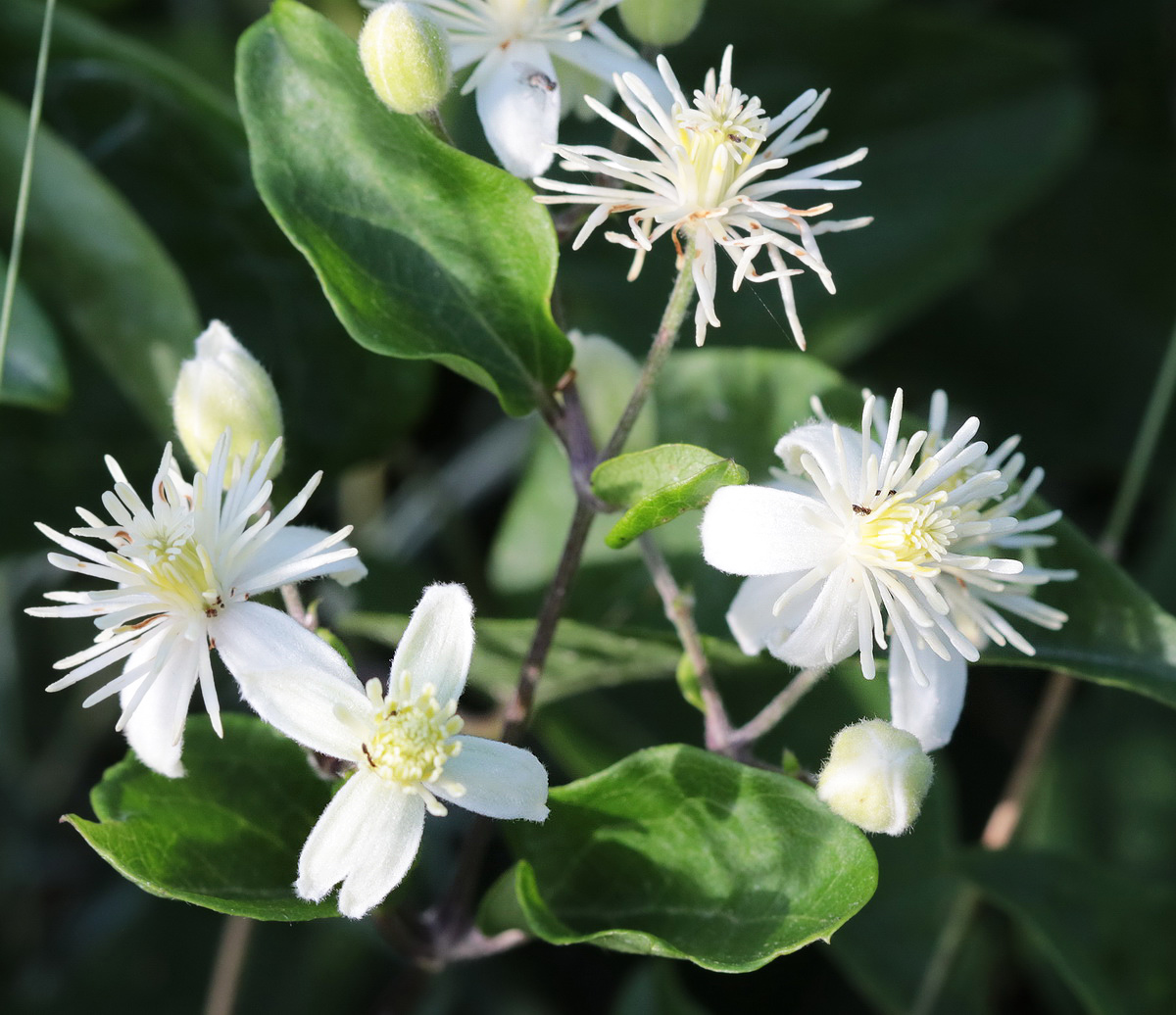 Image of Clematis vitalba specimen.