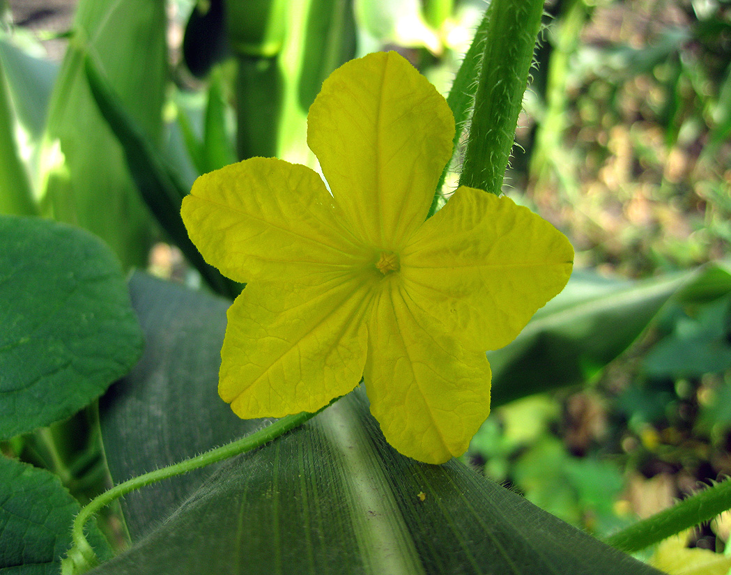 Изображение особи Cucumis sativus.