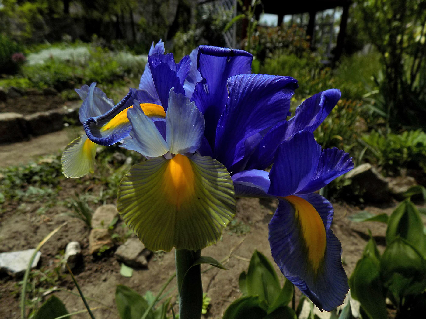 Image of Iris &times; hollandica specimen.