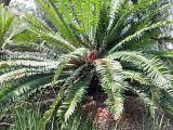Encephalartos natalensis