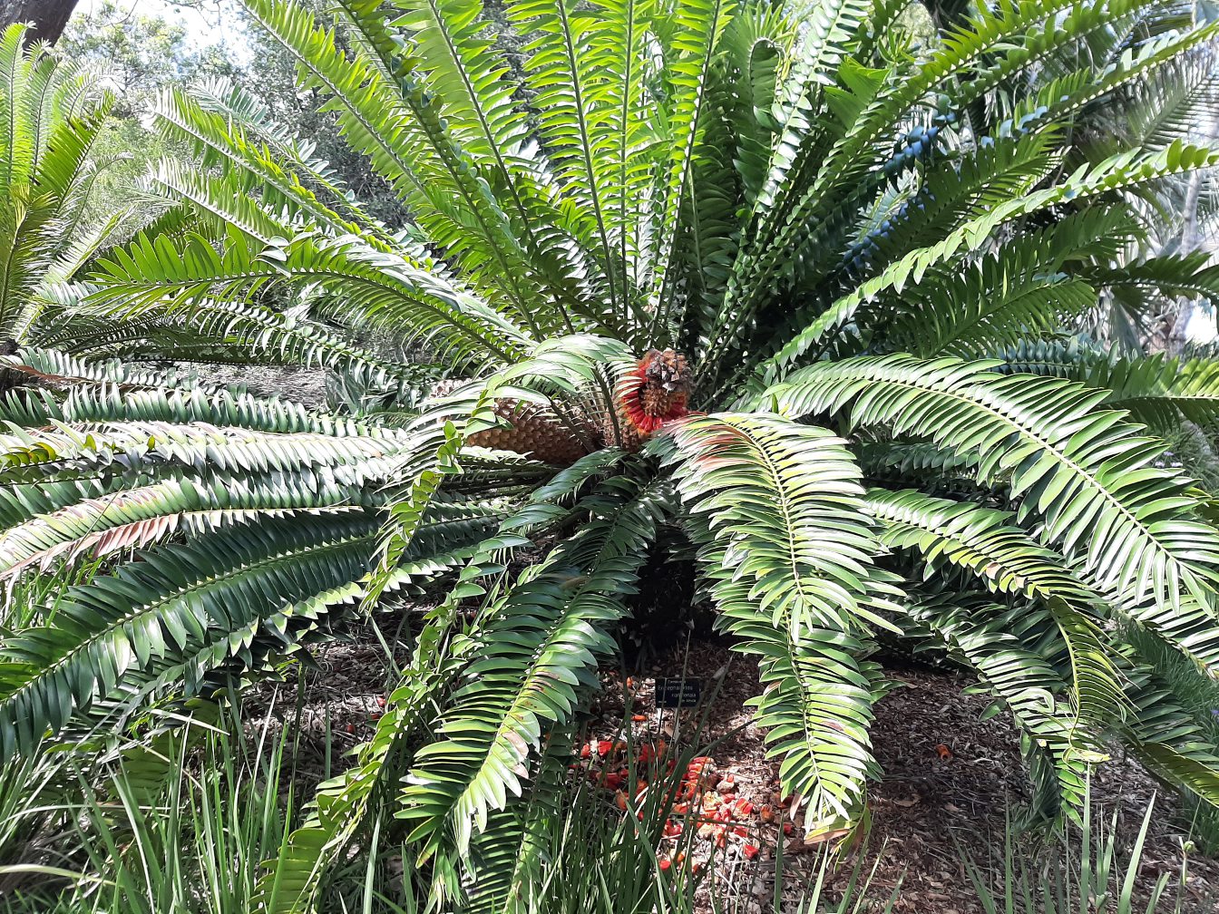 Image of Encephalartos natalensis specimen.