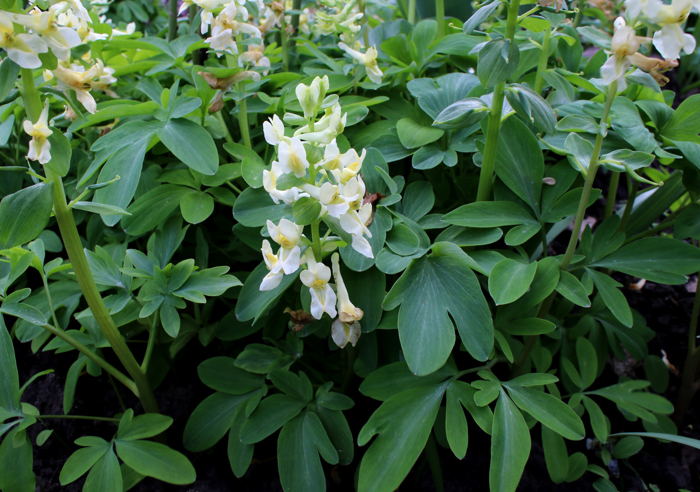 Изображение особи Corydalis marschalliana.