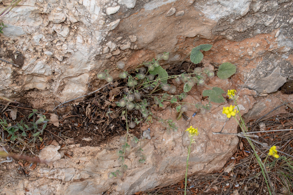 Изображение особи Trifolium pilulare.