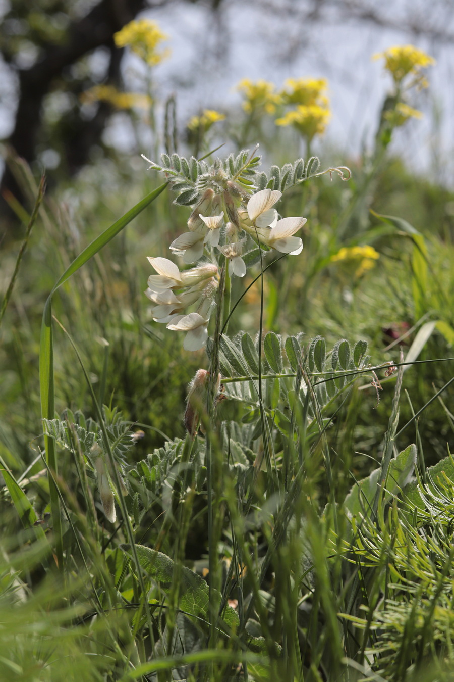 Image of Vicia pannonica specimen.