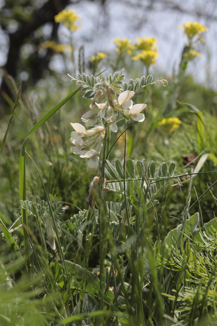 Изображение особи Vicia pannonica.