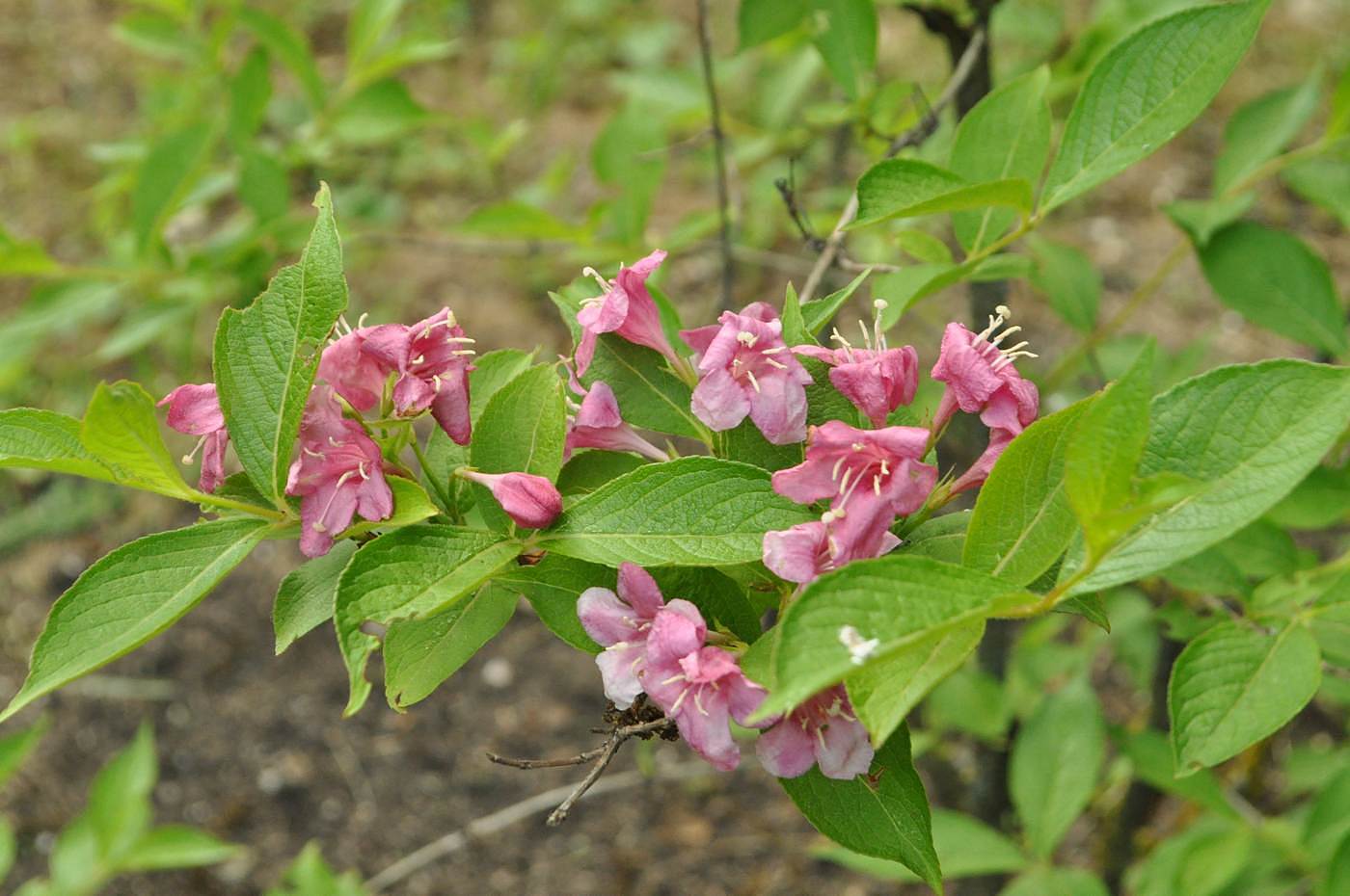 Image of Weigela florida specimen.