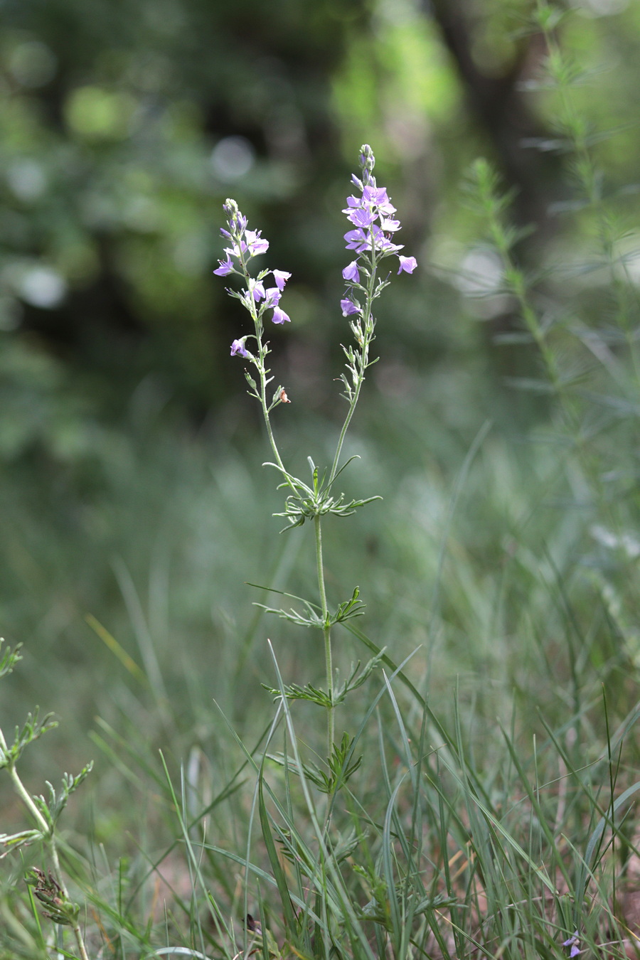 Image of Veronica jacquinii specimen.