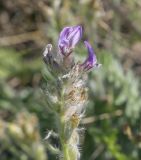 Oxytropis kungurensis. Отцветающее соцветие. Пермский край, Кунгурский р-н, окр. с. Каширино, долина р. Сылва, обнажение гипсов, слабо задернованный крутой склон. 06.06.2021.