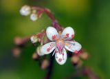 Saxifraga umbrosa. Цветок. Московская обл., Раменский р-н, окр. дер. Хрипань, дачный участок. 28.05.2010.