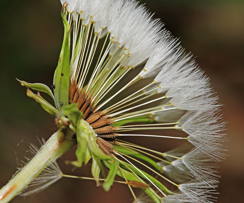 Изображение особи Taraxacum mongolicum.