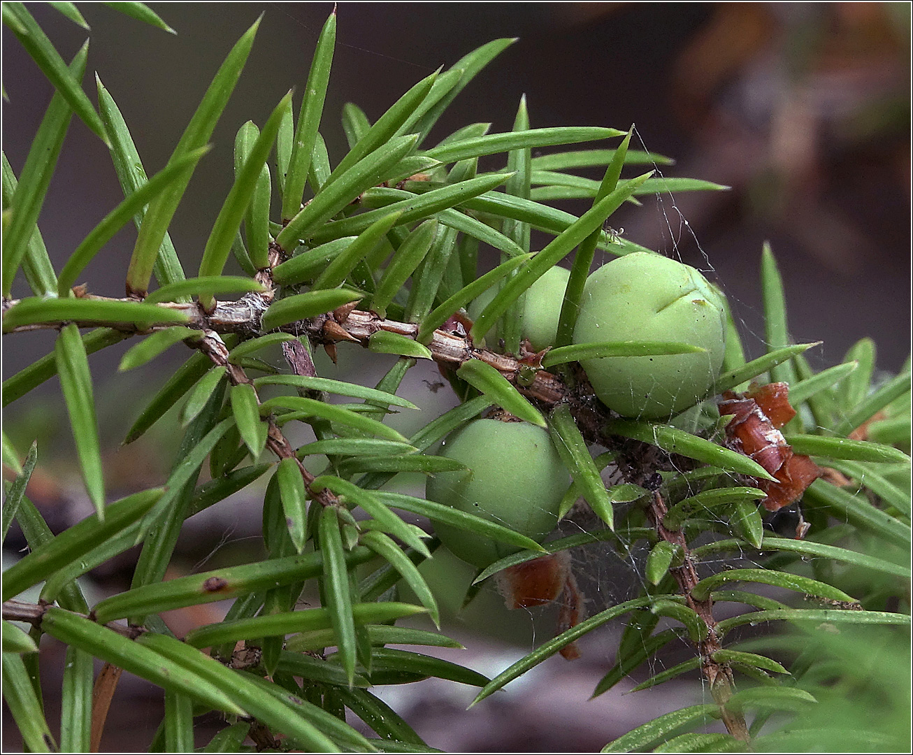 Image of Juniperus communis specimen.