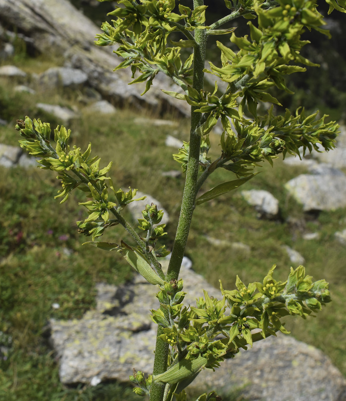 Изображение особи Veratrum album.