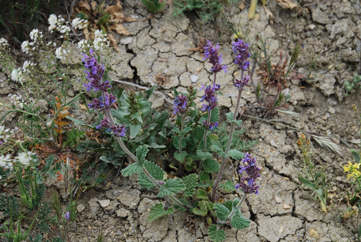 Image of Nepeta amoena specimen.