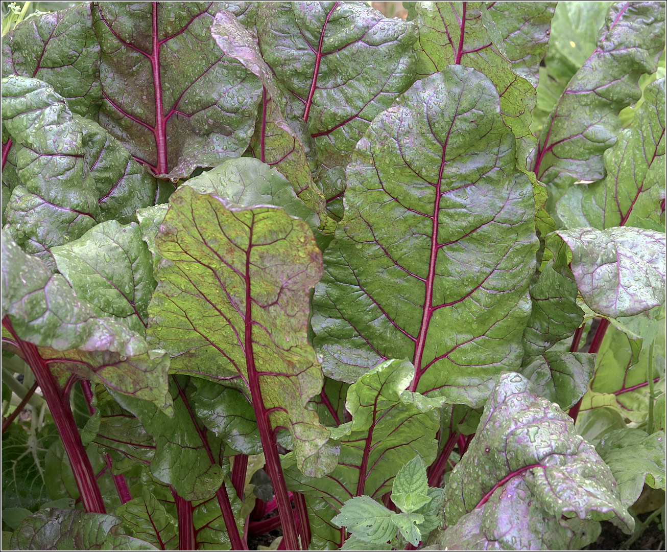 Image of Beta vulgaris specimen.