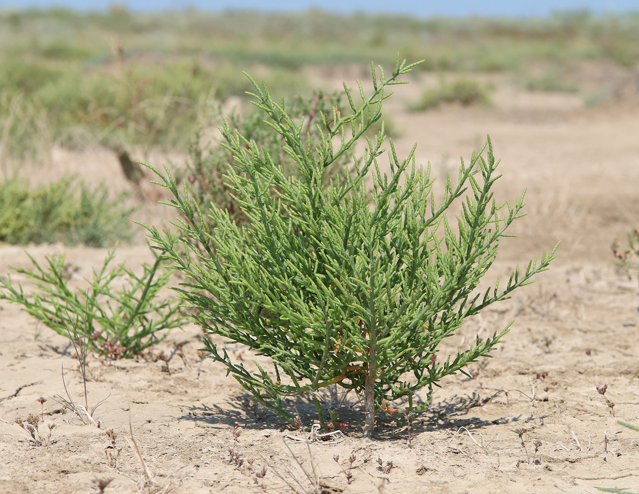 Image of Salicornia perennans specimen.