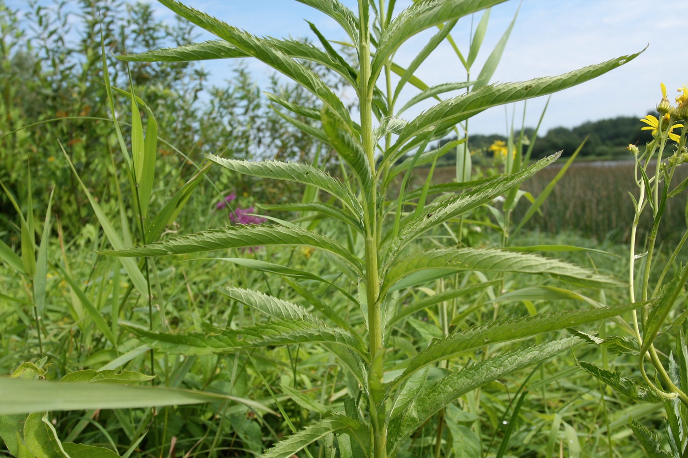 Изображение особи Senecio paludosus.