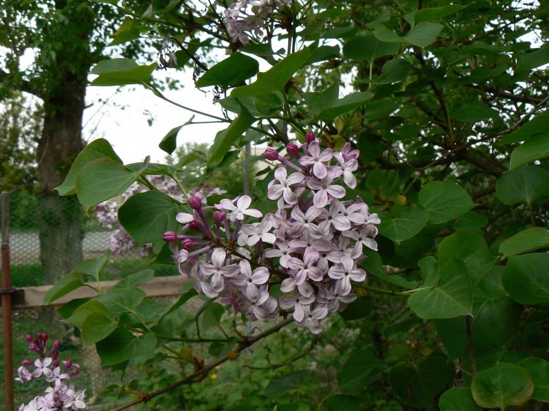 Image of Syringa vulgaris specimen.