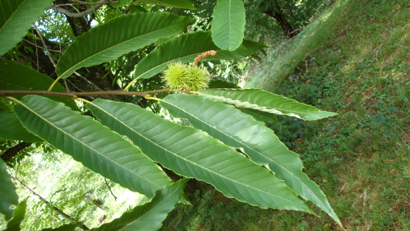 Image of Castanea sativa specimen.