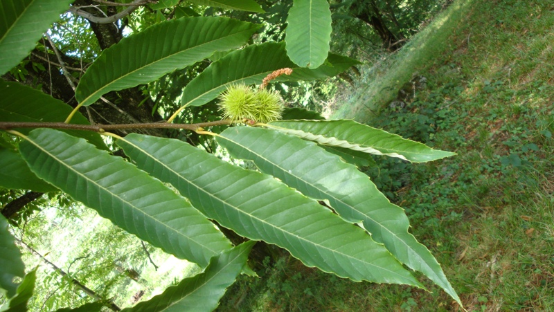 Изображение особи Castanea sativa.