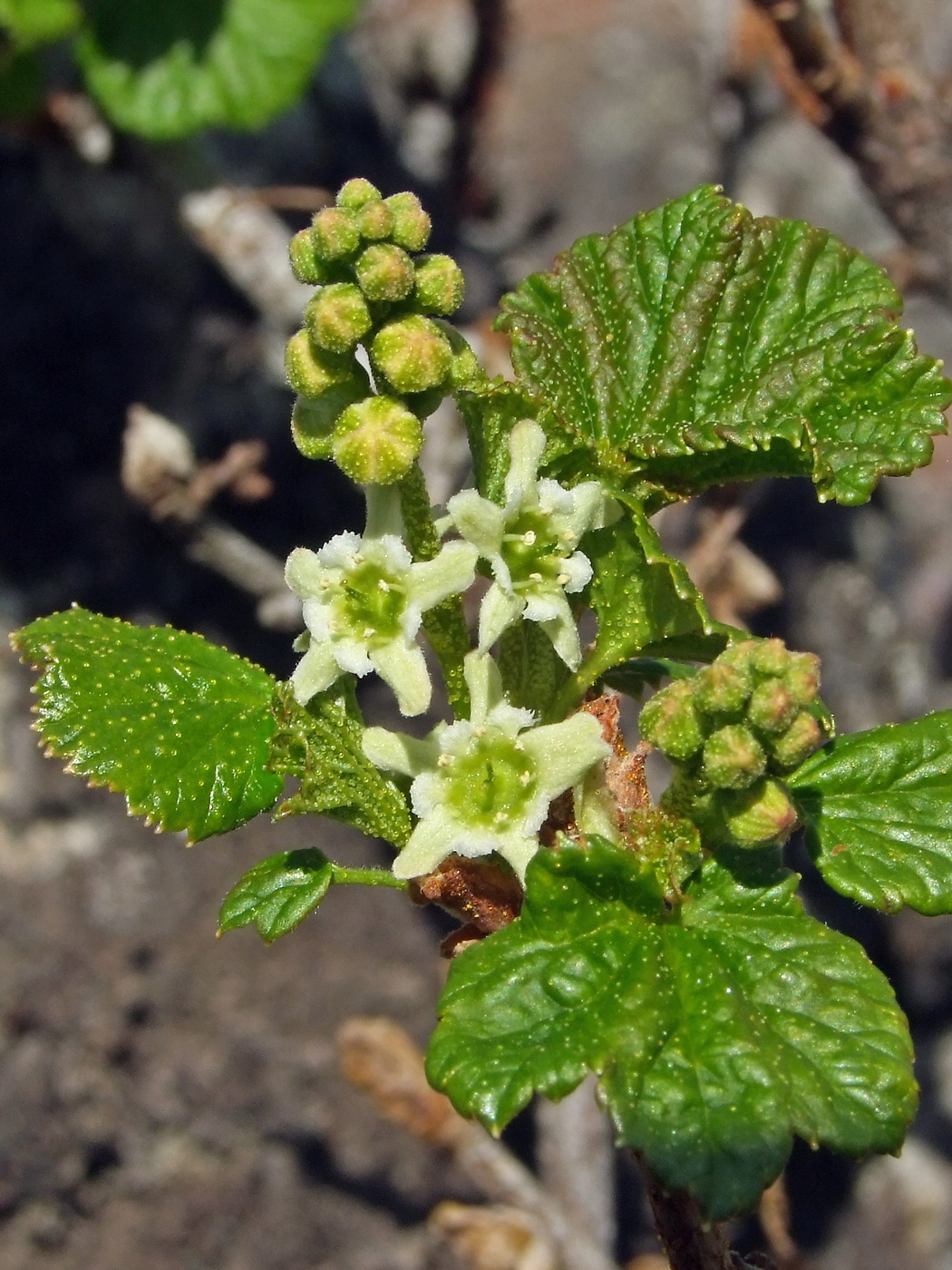 Image of Ribes fragrans specimen.