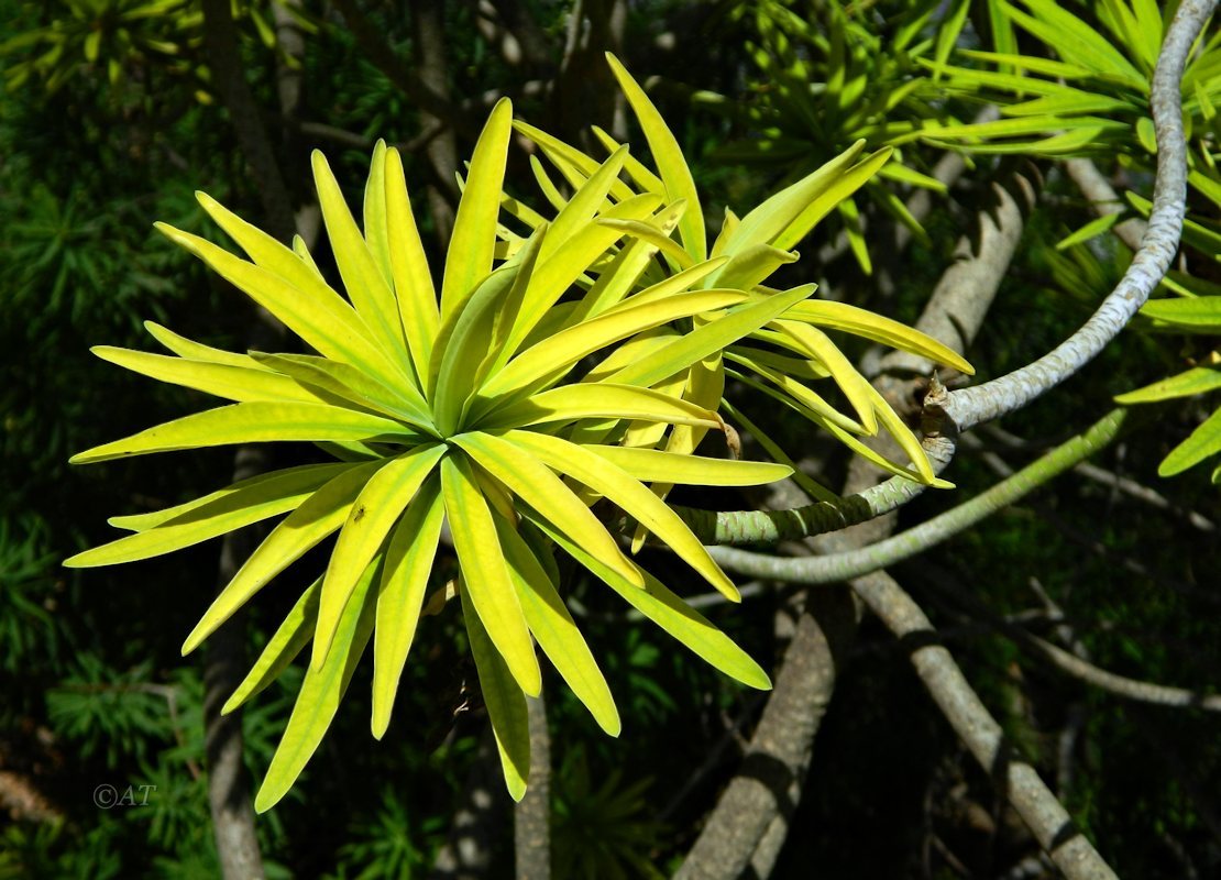 Изображение особи Euphorbia bourgeana.