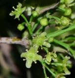 genus Elaeodendron