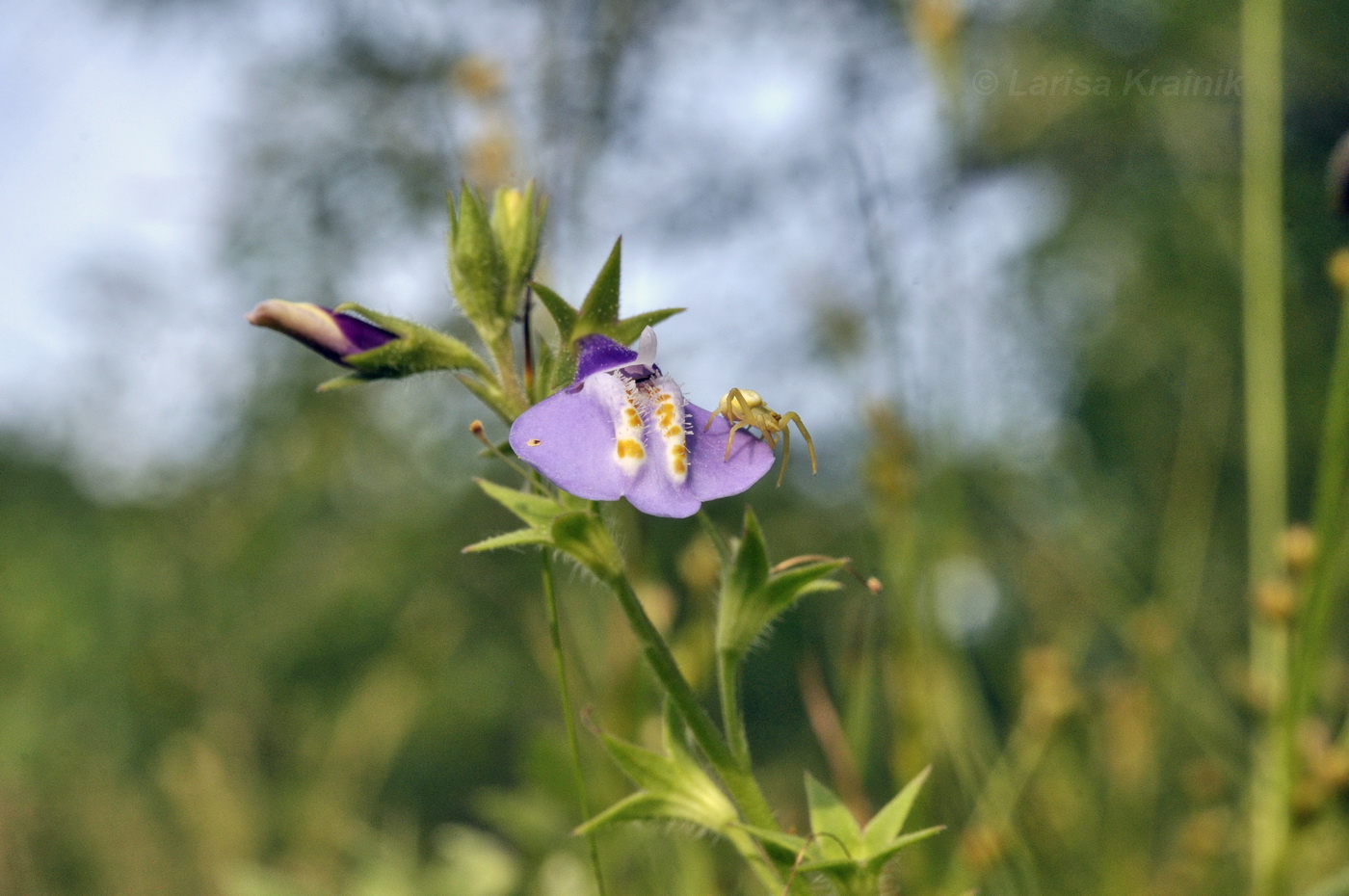 Изображение особи Mazus stachydifolius.