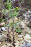 Senecio vulgaris