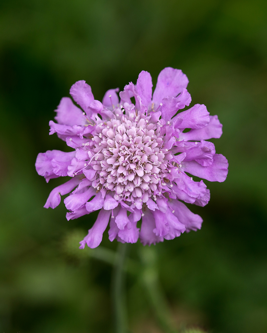 Изображение особи Scabiosa columbaria.