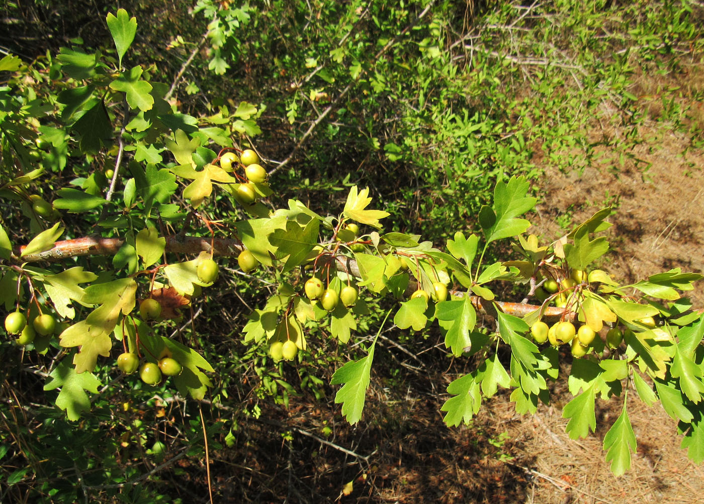 Image of Crataegus microphylla specimen.