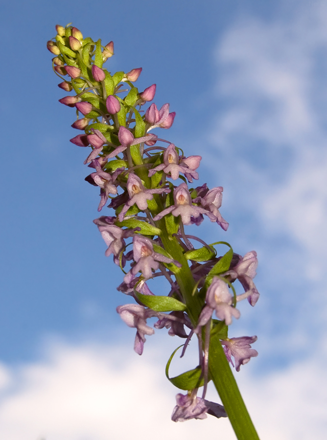 Изображение особи Gymnadenia conopsea.