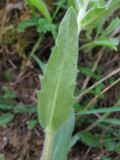 Image of taxon representative. Author is Геннадий Окатов