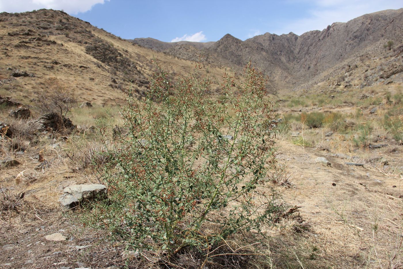 Image of Alhagi kirghisorum specimen.