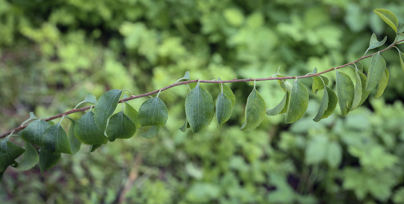 Изображение особи Spiraea crenata.