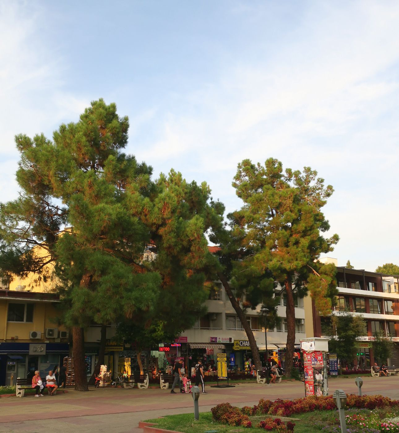 Image of Pinus strobus specimen.