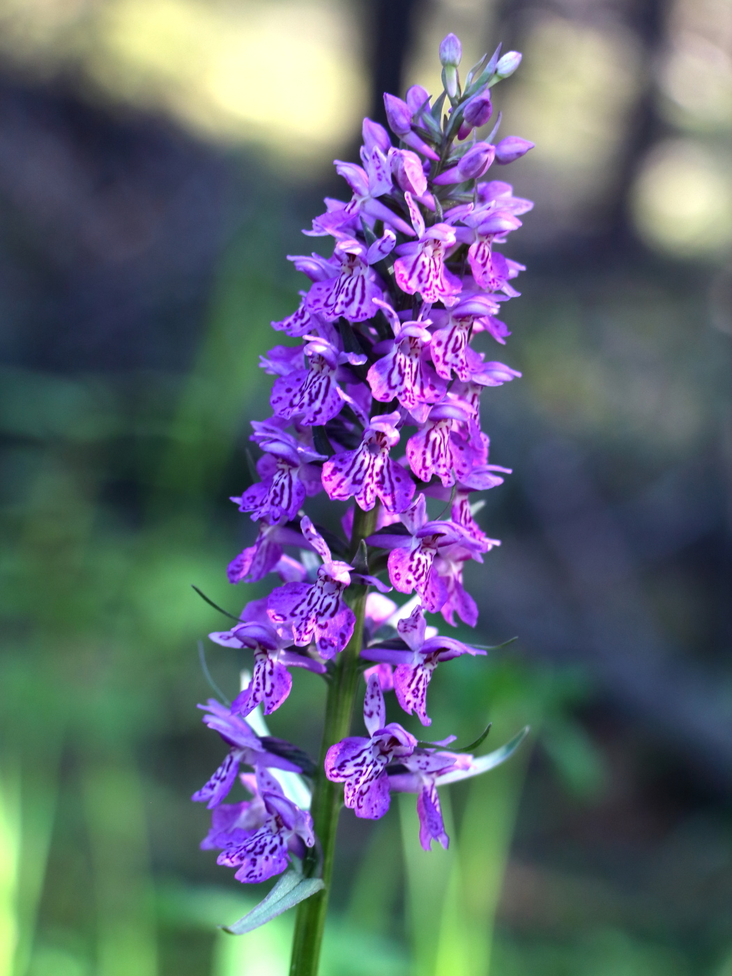 Изображение особи Dactylorhiza maculata.