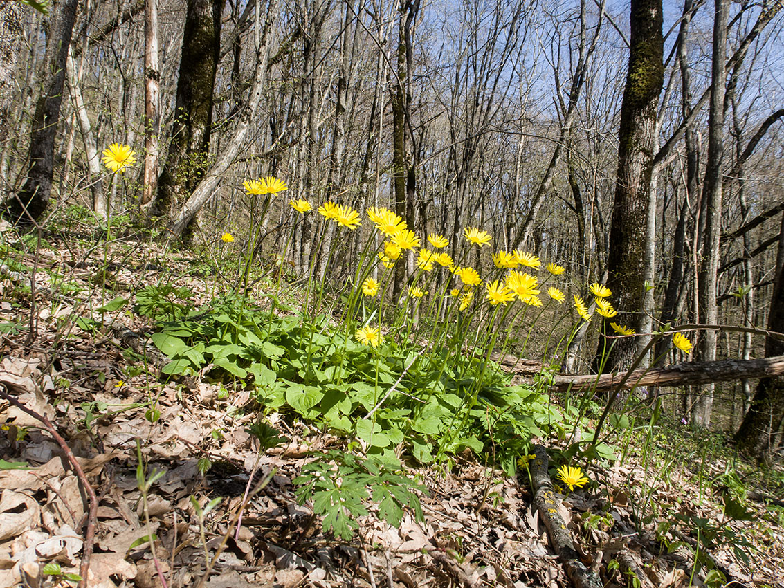 Image of Doronicum orientale specimen.