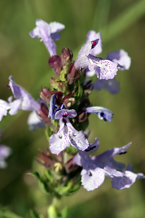 Изображение особи Dracocephalum integrifolium.