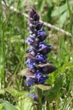 Ajuga reptans